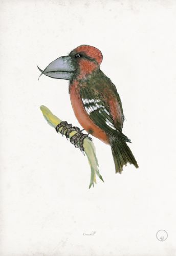 Crossbill art print by Tony Fernandes